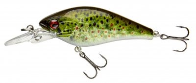 LIVE BROWN TROUT